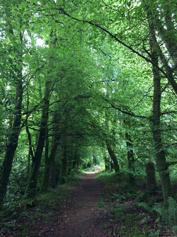 A quiet forest path with soft light and greenery
